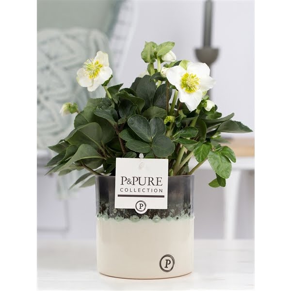 <h4>1st class Helleborus "Xmas C." in P&PURE Illusion ceramics</h4>