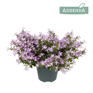 Campanula poscharskyana 'Adansa Pink'