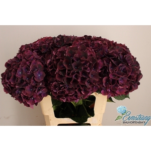 HYDR M MAG DARK RUBY