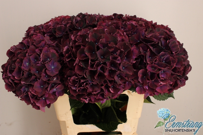 <h4>HYDR M MAG DARK RUBY</h4>