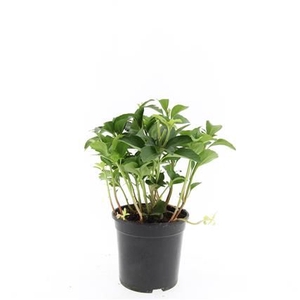 Pachysandra terminalis P14