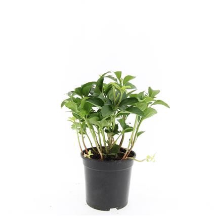 <h4>Pachysandra terminalis P14</h4>