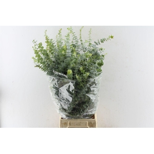 Euca Baby Blue 200 Gram Pt