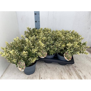 HEBE AND VARIEGATA