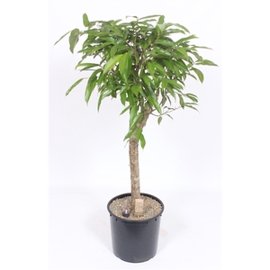 Ficus Amstel King