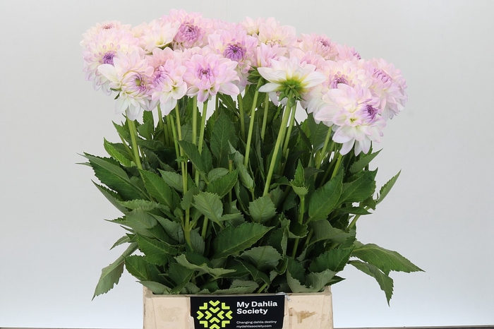 <h4>Dahlia Eveline</h4>