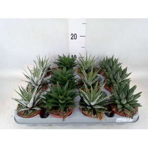Haworthia   ...mix