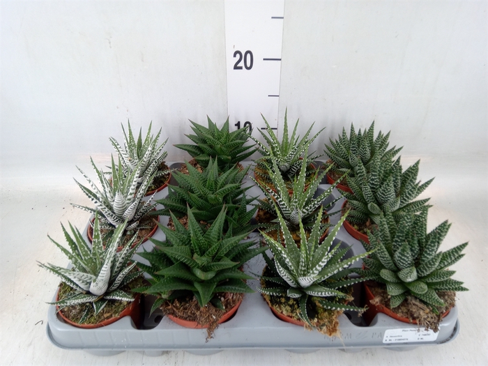 <h4>Haworthia   ...mix</h4>