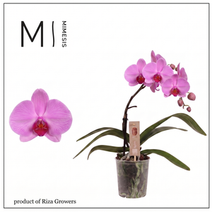 Phalaenopsis Spirit Pink 1 spike - 12cm | Mimesis