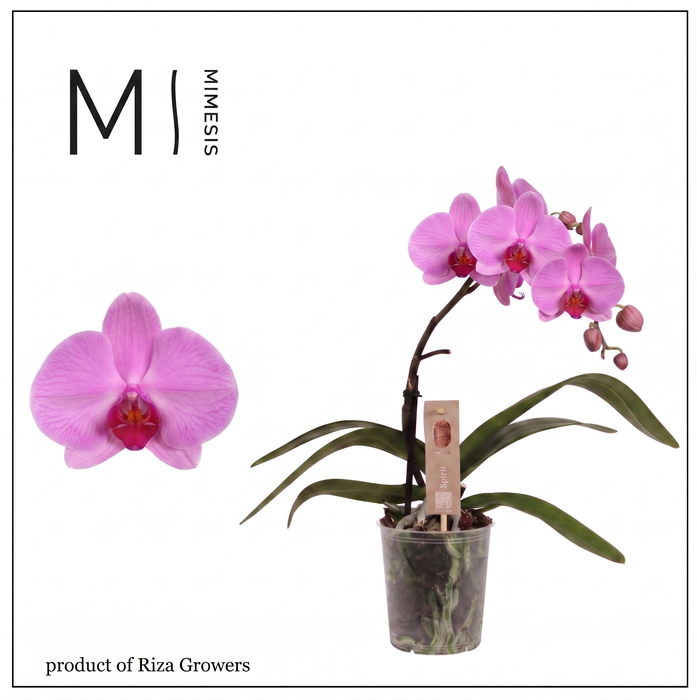<h4>Phalaenopsis Spirit Pink 1 spike - 12cm | Mimesis</h4>