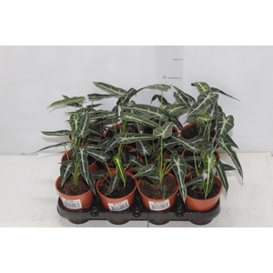 ALOCASIA PICOLLINI P09