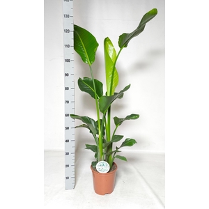 STRELITZIA NICOLAI