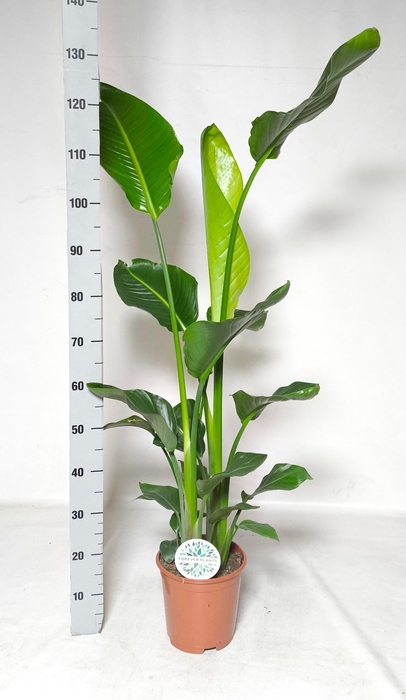 <h4>STRELITZIA NICOLAI</h4>