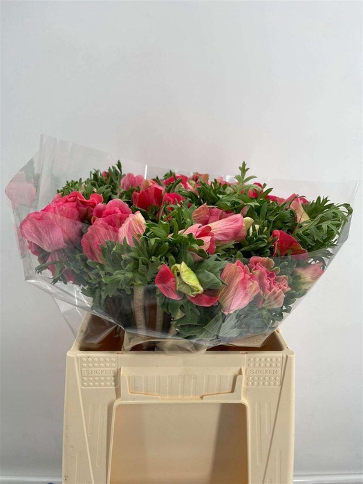 <h4>ANEM SUP PINK</h4>