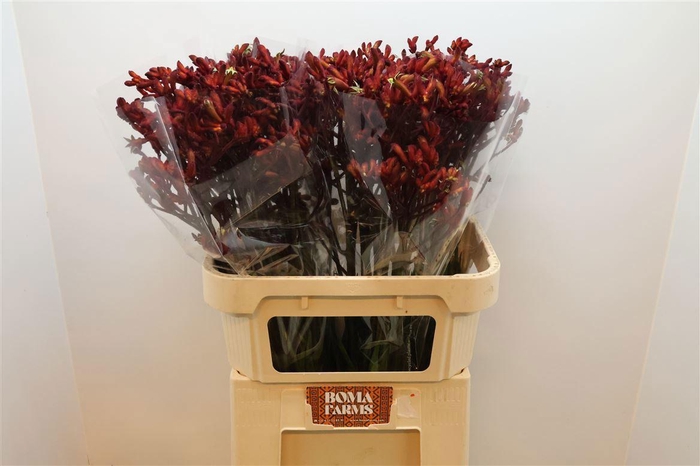 <h4>ANIGOZ EARLY SPRING</h4>