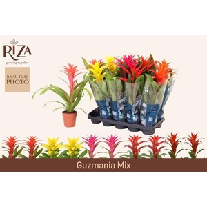 GUZM GEM 5 SRT