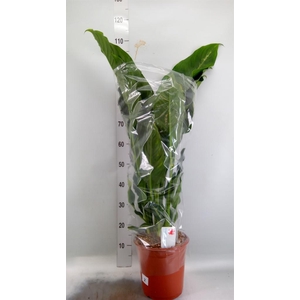Dieffenbachia  'Galaxy'