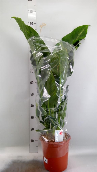 <h4>Dieffenbachia  'Galaxy'</h4>