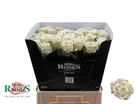 <h4>R GR GEWAXT WAX Avalanche White 60cm</h4>