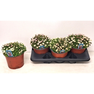 SAXIF AR IC PEARL WH