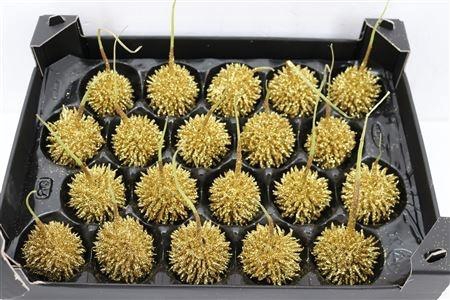 <h4>WAX APPEL H%</h4>