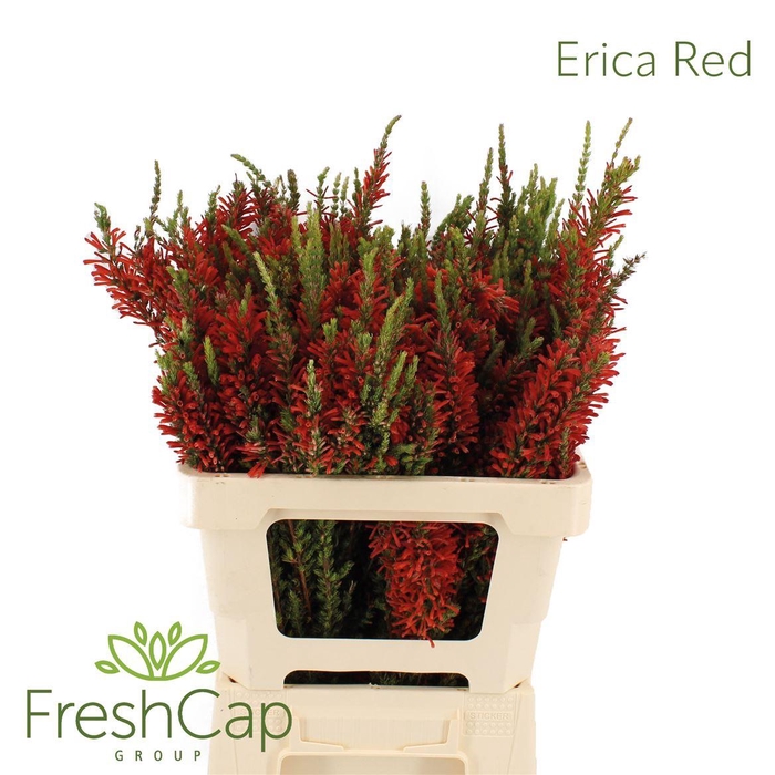 <h4>Erica Red</h4>
