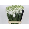 Matthiola Iron White