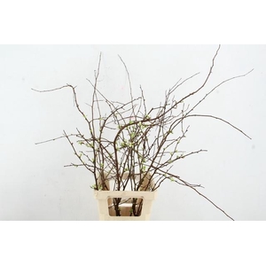 CHAENOMELES SUPERBA WHITE EXTRA 065CM