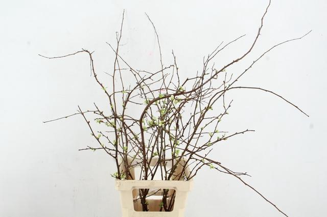 CHAENOMELES SUPERBA WHITE EXTRA 065CM