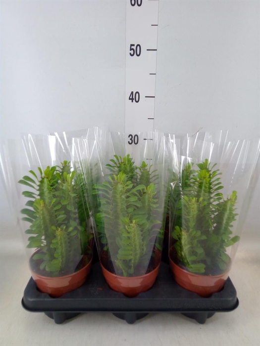 <h4>Euphorbia trigona</h4>