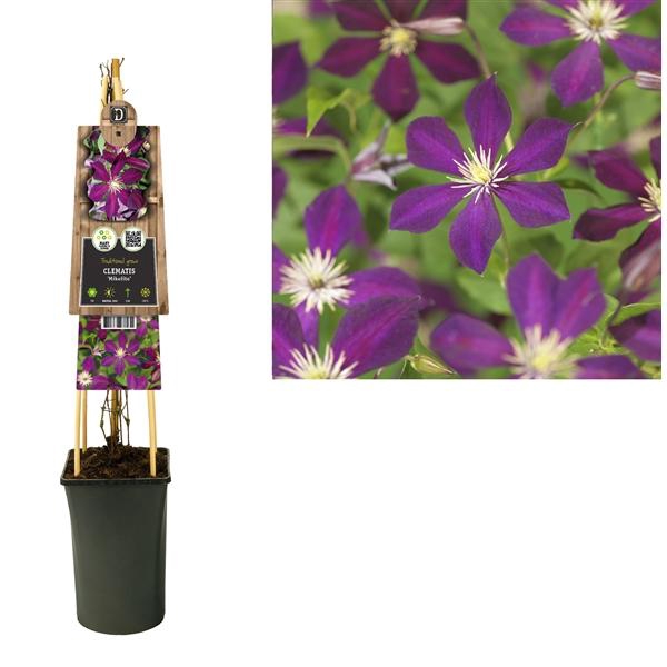 <h4>Clematis 'Mikelite' +3.0 label</h4>