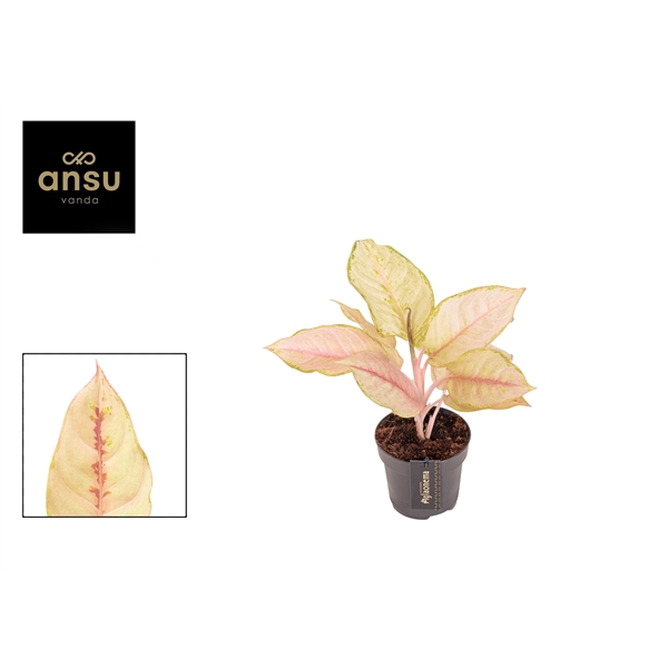 <h4>Aglaonema Corn Silk</h4>