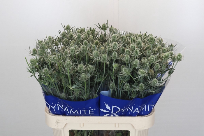 Eryngium Silver Dynamite