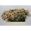 Limonium sinuatum Lucia Apricot