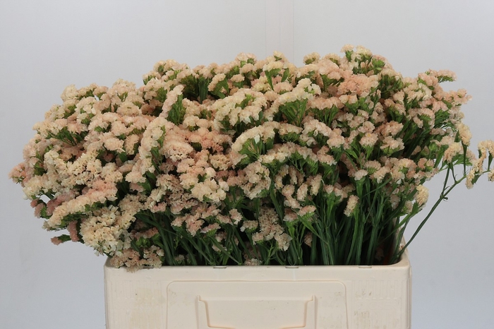 <h4>Limonium sinuatum Lucia Apricot</h4>