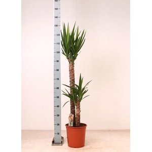 YUCCA