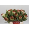 Protea Aurumn