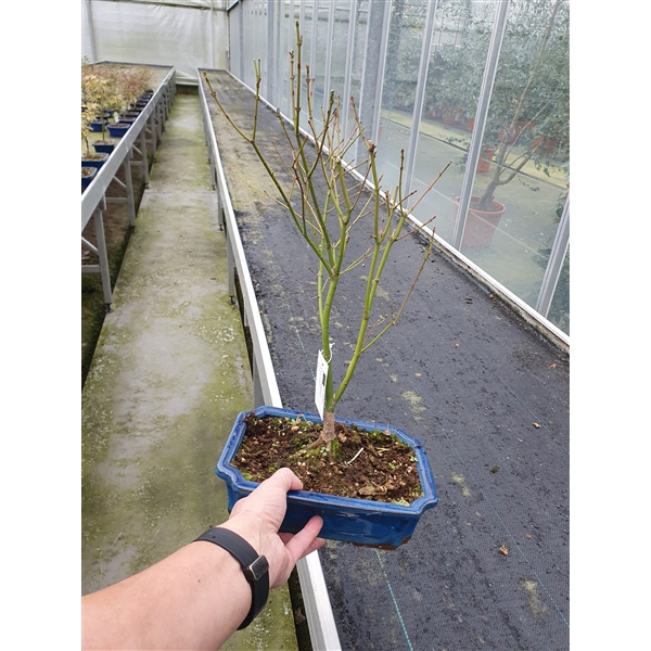 <h4>acer palmatum phoenix</h4>