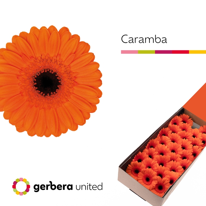 <h4>Germini Caramba Doos</h4>