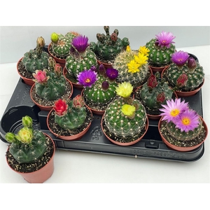 Cactus bloeiend gemengd
