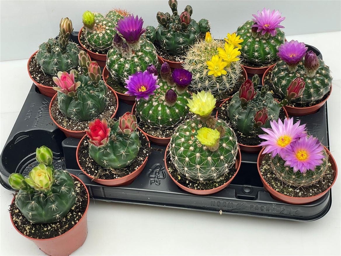 <h4>Cactus bloeiend gemengd</h4>