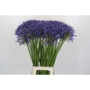 Agapanthus Blue Giant