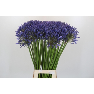 Agapanthus Blue Giant