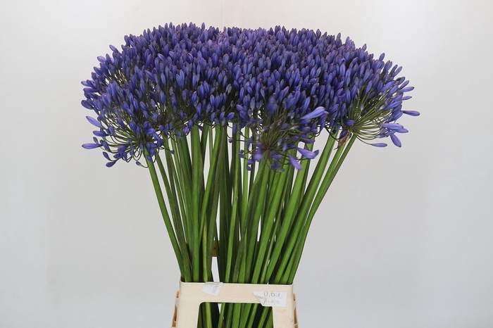 <h4>Agapanthus Blue Giant</h4>