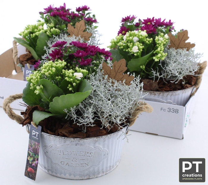 <h4>ARR TUINPLANTEN</h4>