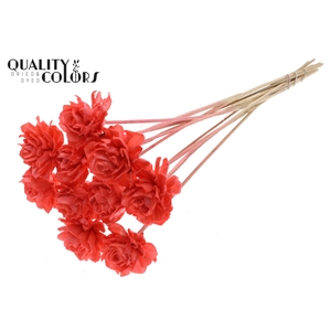 Shola Dahlia 6cm on stem Coral