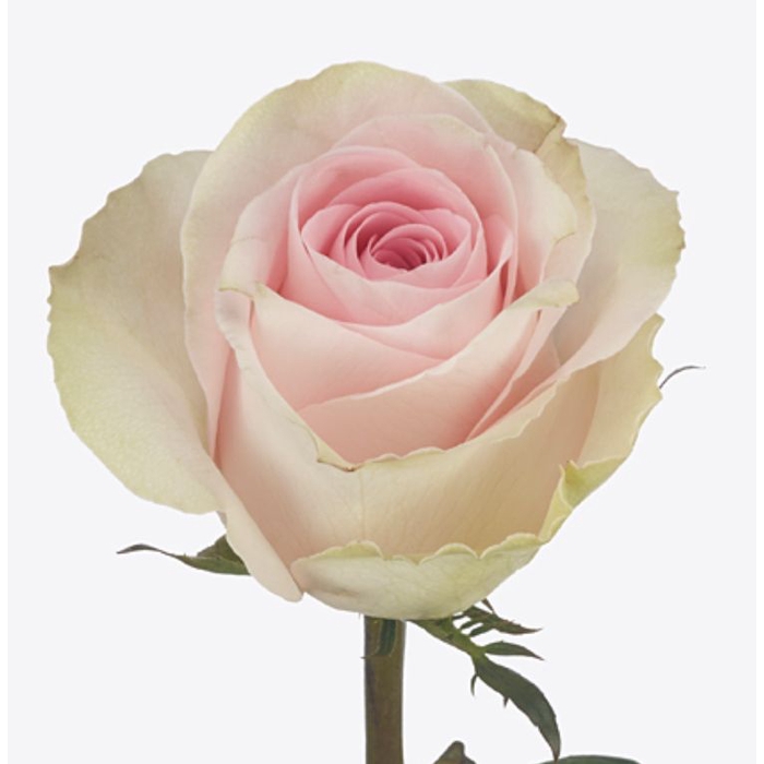 <h4>Rosa flowered Andina+</h4>