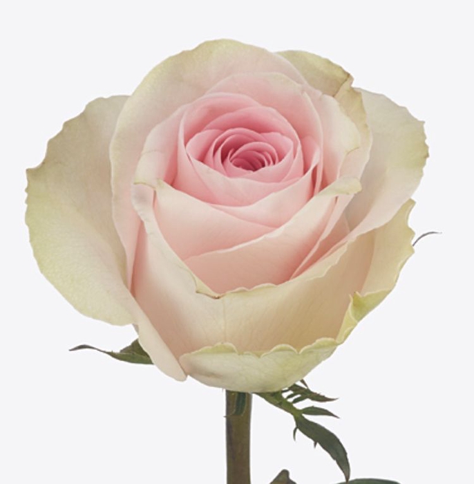 Rosa flowered Andina+