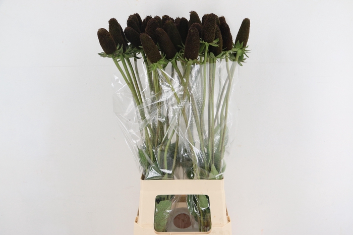 <h4>RUDBECKIA BL NIPPLE 080CM</h4>