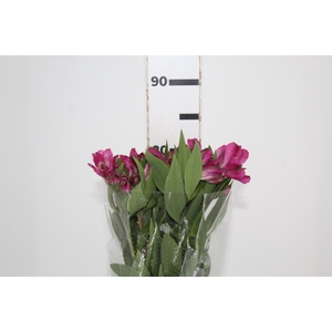 ALSTROEMERIA REAL 080 CM
